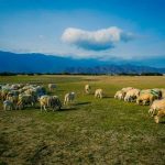 Thỏa sức chụp hình tại nông trại cừu Vũng Tàu