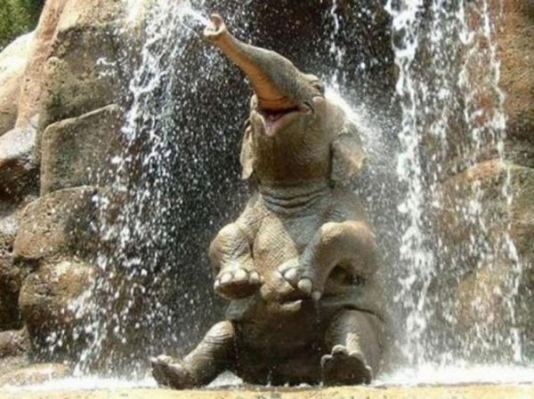 Chú voi tắm mình trong nước thác